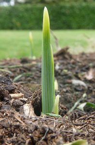 Sprout growing