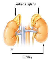 Adrenal Gland by EEOC – cancer.gov.