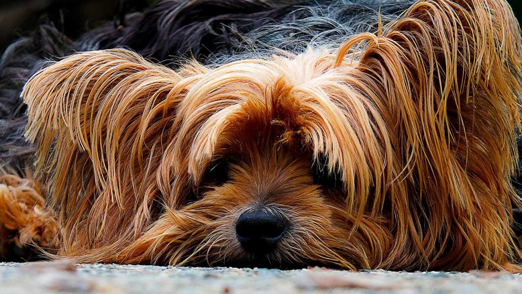 8 non-toxic and natural ways to keep your dog free of fleas and ticks
