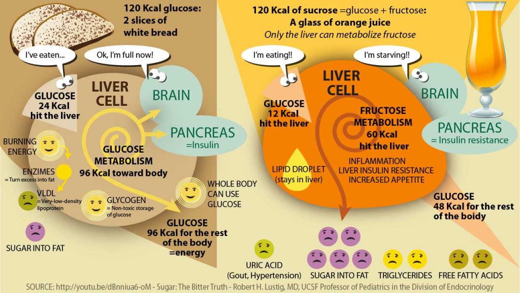 The metabolism of Glucose and Fructose