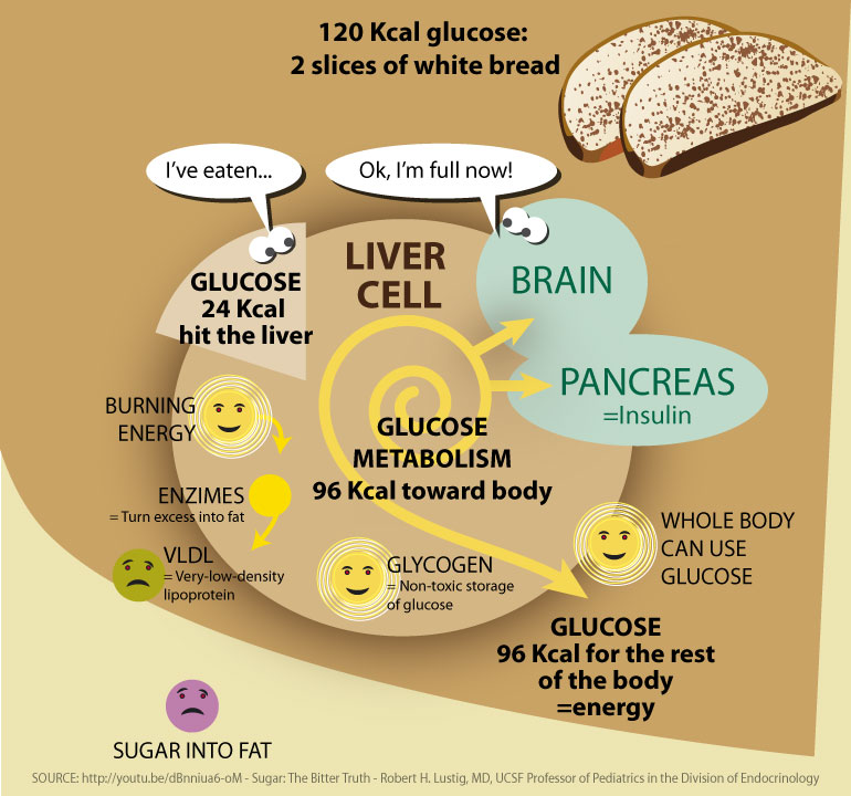 Glucose is the body’s preferred carbohydrate substrate for energy metabolism. Each cell in the body can utilize glucose for energy. Upon ingestion of 120 kcal of glucose (e.g. two slices of white bread), 24 kcal (20%) enter the liver; the remaining 96 kcal (80%) of the glucose bolus are utilized by other organs.